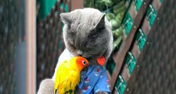 Saznajte mogu li se mačke i papige slagati i živjeti zajedno